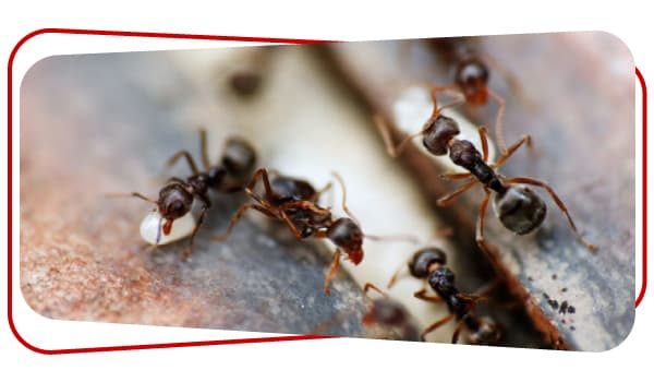 Ant Control Sydney