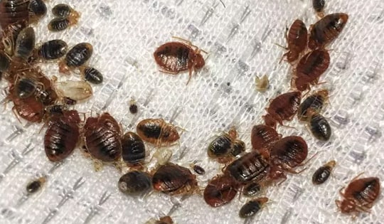 Bedbugs Treatment Adelaide