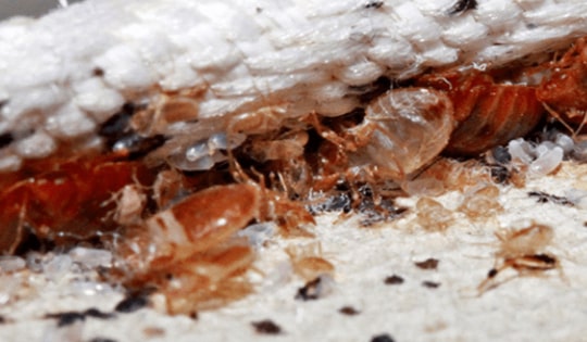 Bedbugs Treatment Melbourne