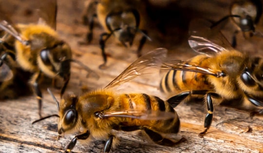 Bees and Wasps Control Melbourne