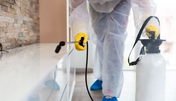 Emergency Pest Control Services in Adelaide