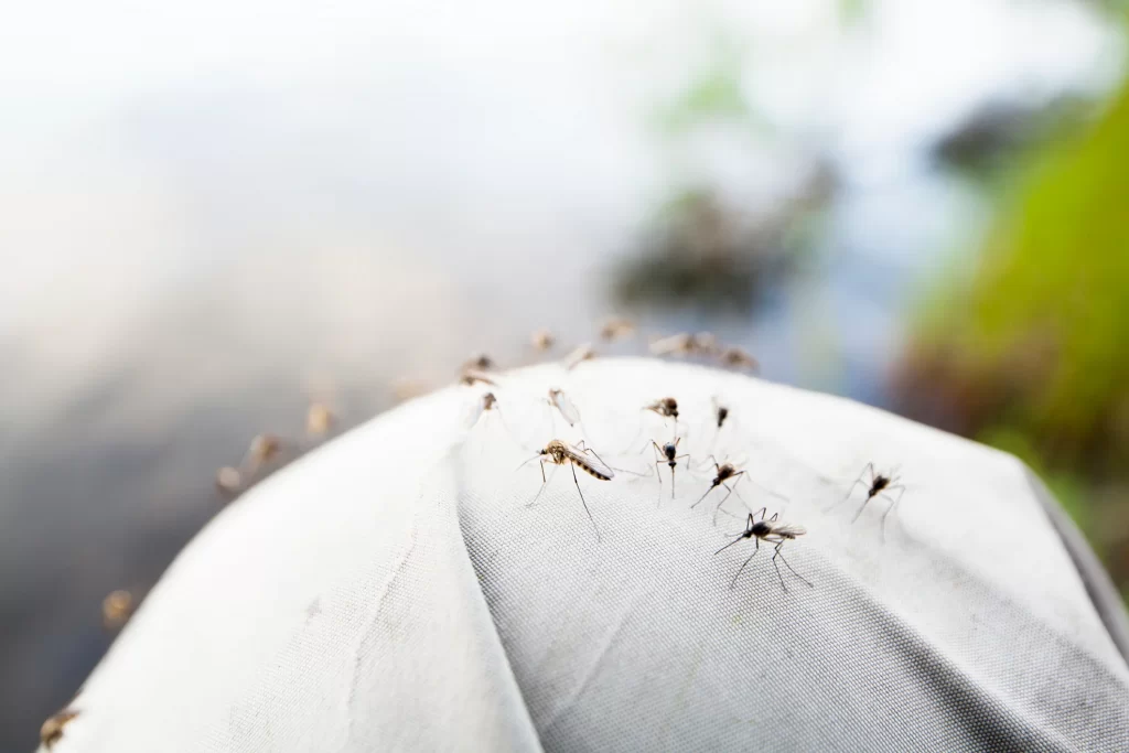 Mosquitoes Away From Your Home