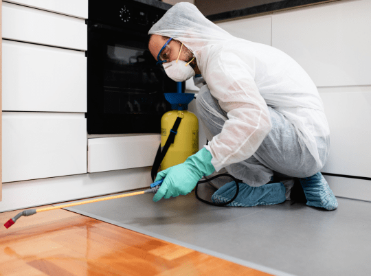 Quality and Reliable Pest Control Services Laceys Creek 